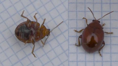 Réf. 217 892 : Sphaeroderma rubidum